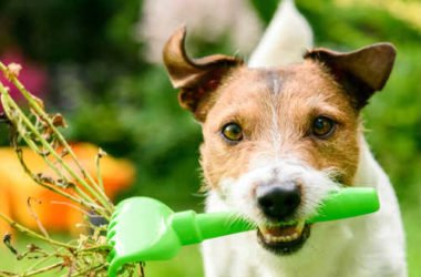 Quali sono le piante velenose per i cani e come comportarsi in caso di intossicazione