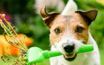 Quali sono le piante velenose per i cani e come comportarsi in caso di intossicazione