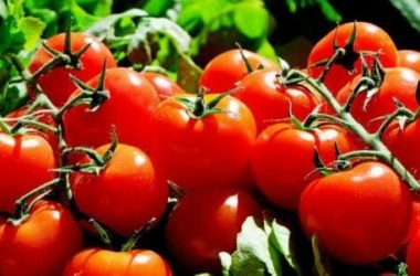 Consociazione tra ortaggi: una strategia utile per l’orto biologico perfetto