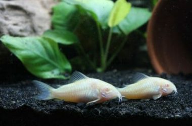 Pesci tropicali: tutto quello che c’è da sapere