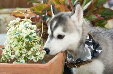 Quali sono le piante velenose per i cani e come comportarsi in caso di intossicazione