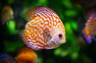 Pesci d’acqua dolce: tutto quello che c’è da sapere
