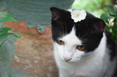 Quali sono le piante velenose per gatti, eccovi le foto per riconoscerle