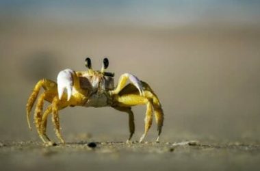 Granchio: caratteristiche, specie e utilizzi di questo crostaceo