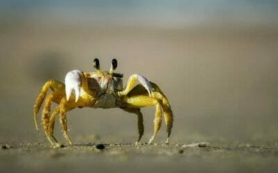 Granchio: caratteristiche, specie e utilizzi di questo crostaceo