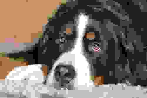 giochi per cani