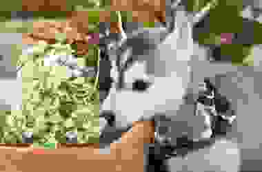 Quali sono le piante velenose per i cani e come comportarsi in caso di intossicazione