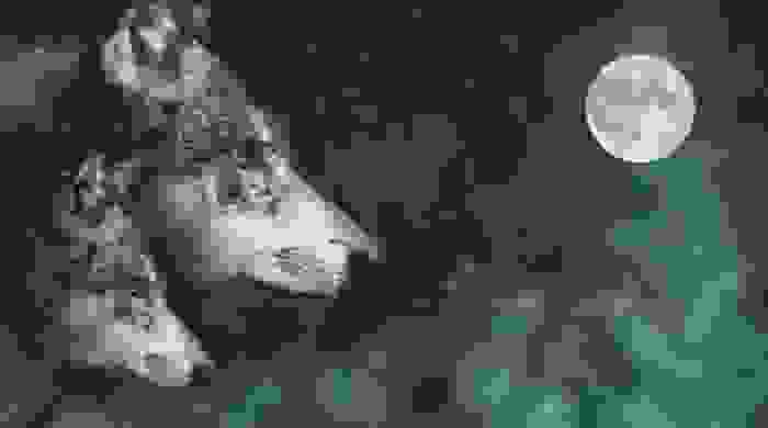 luna piena