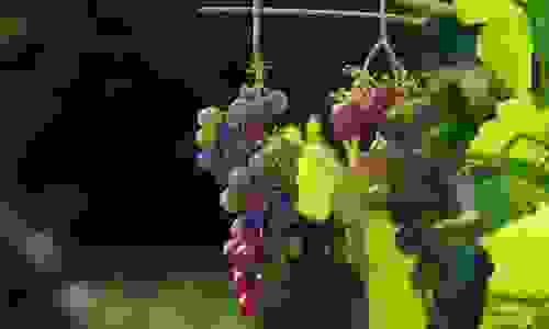 mosto d'uva