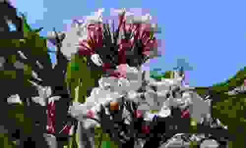 pomelia