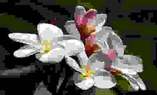 pomelia
