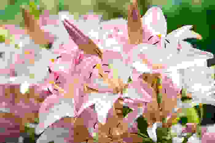 lirio