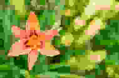Alla scoperta del giglio, uno dei fiori più amati e coltivati