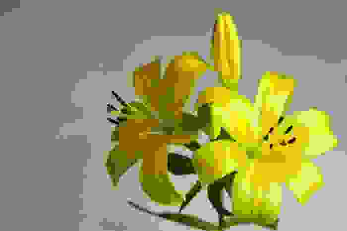 lirio