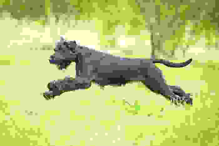 Schnauzer gigante