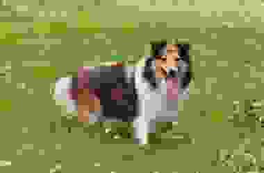 Pastore delle Shetland: caratteristiche e temperamento di questo cane da pastore di piccola taglia