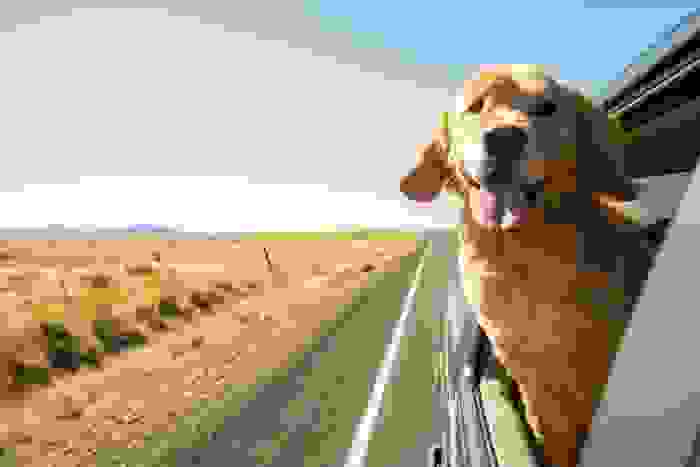Golden Retriever