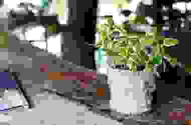 Pothos, una pianta verdissima facile da curare che tutti dovrebbero conoscere!