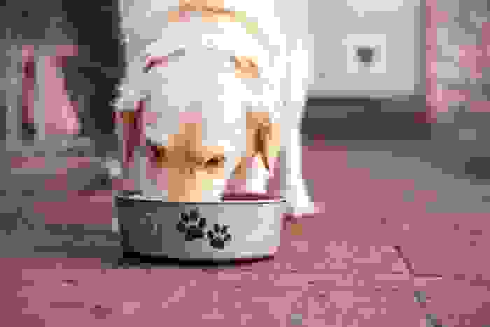 cibo per cani