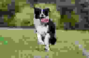 Guida al Border collie: tutto sul carattere, la salute, l’alimentazione e l’allevamento dei cuccioli