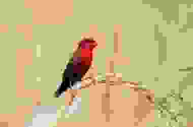 Bengalini: tutto su questi coloratissimi uccelli di compagnia