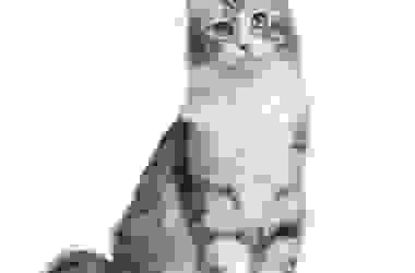 Alla scoperta dell’American Curl, il gatto conosciuto per le caratteristiche orecchie ripiegate all’indietro