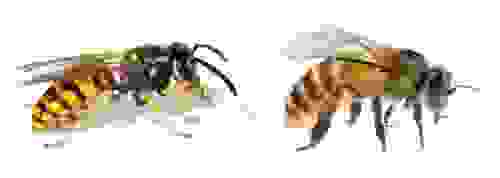 vespe