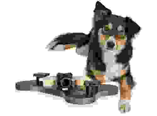 giochi per cani