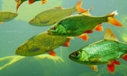 Pesci d’acqua dolce: tutto quello che c’è da sapere