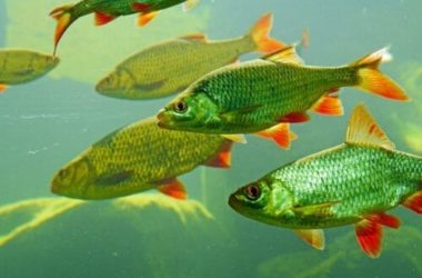 Pesci d’acqua dolce: tutto quello che c’è da sapere