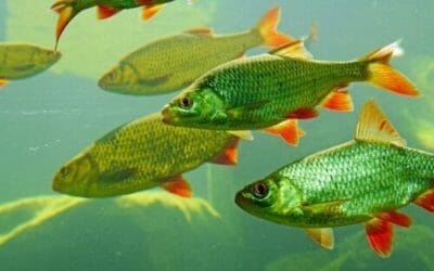 Pesci d’acqua dolce: tutto quello che c’è da sapere