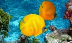 Pesci tropicali: tutto quello che c’è da sapere