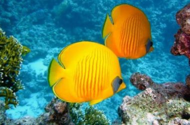 Pesci tropicali: tutto quello che c’è da sapere