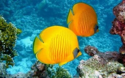 Pesci tropicali: tutto quello che c’è da sapere