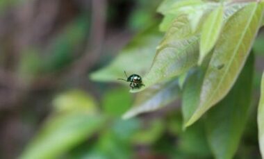 Scopriamo il piretro, una pianta che è anche un insetticida naturale perfetto per l’orto biologico