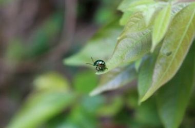 Scopriamo il piretro, una pianta che è anche un insetticida naturale perfetto per l’orto biologico