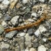 Scolopendra: come riconoscerla e che tipi di questo animale velenoso esistono