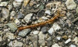 Scolopendra: come riconoscerla e che tipi di questo animale velenoso esistono
