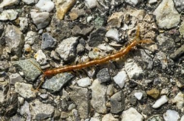 Scolopendra: come riconoscerla e che tipi di questo animale velenoso esistono