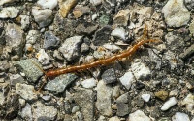 Scolopendra: come riconoscerla e che tipi di questo animale velenoso esistono