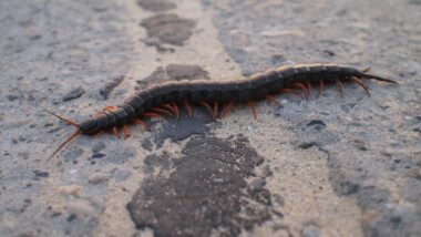 Scolopendra: come riconoscerla e che tipi di questo animale velenoso esistono