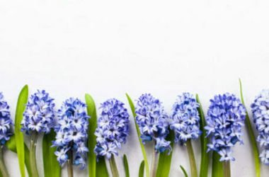 Il giacinto: un bel fiore profumato di facile cura