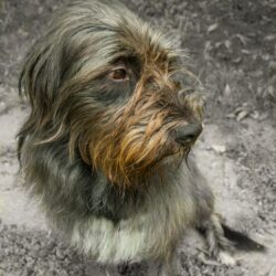 Pastore fonnese o pastore di Fonni: un pastore sardo davvero doc!