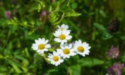 Scopriamo il piretro, una pianta che è anche un insetticida naturale perfetto per l’orto biologico