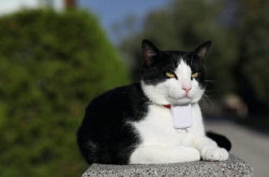 Usare un collare gps per gatti per monitorarne i movimenti, aumentando la sicurezza: ecco come sceglierlo