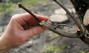 Innesto: tecniche e consigli per questa pratica di moltiplicazione delle piante