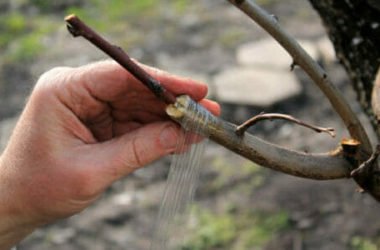 Innesto: tecniche e consigli per questa pratica di moltiplicazione delle piante
