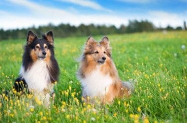 Pastore delle Shetland: caratteristiche e temperamento di questo cane da pastore di piccola taglia