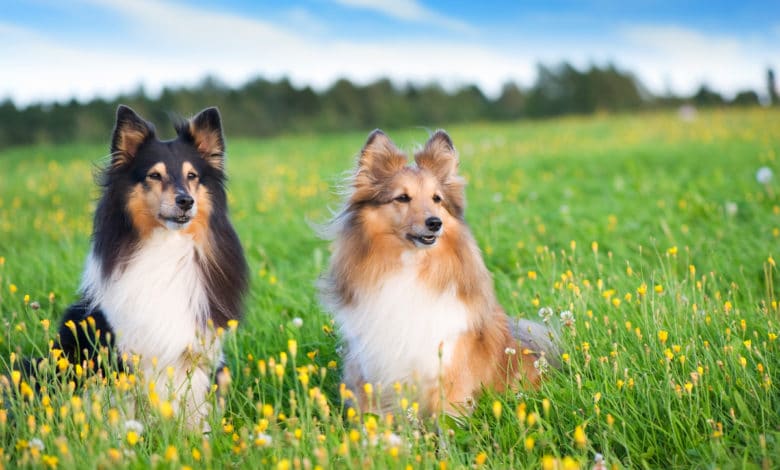 pastore delle shetland