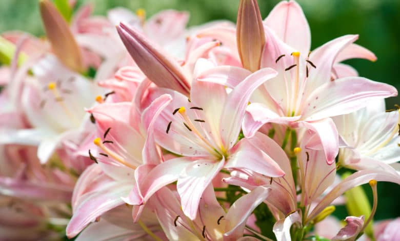 Come coltivare il giglio